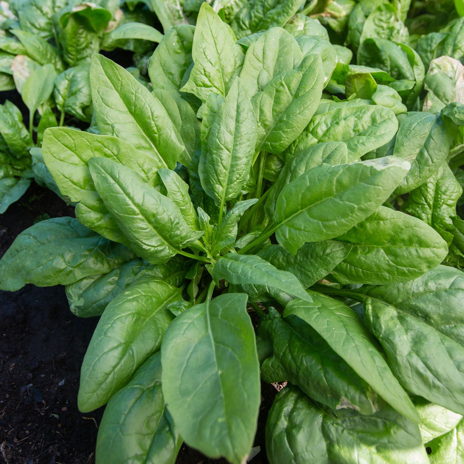 Persius Spinach