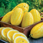 Gold in Gold Watermelon