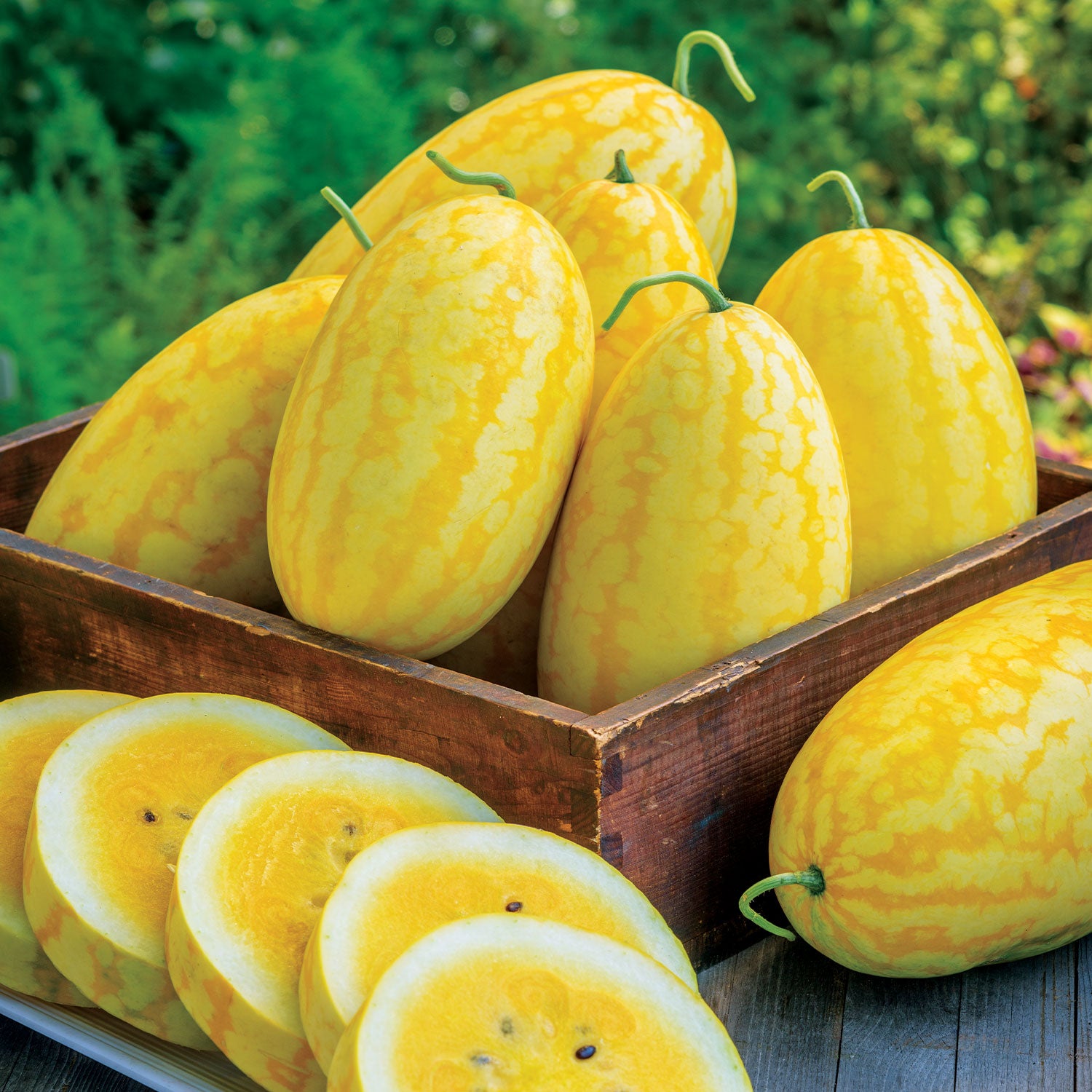 Gold in Gold Watermelon