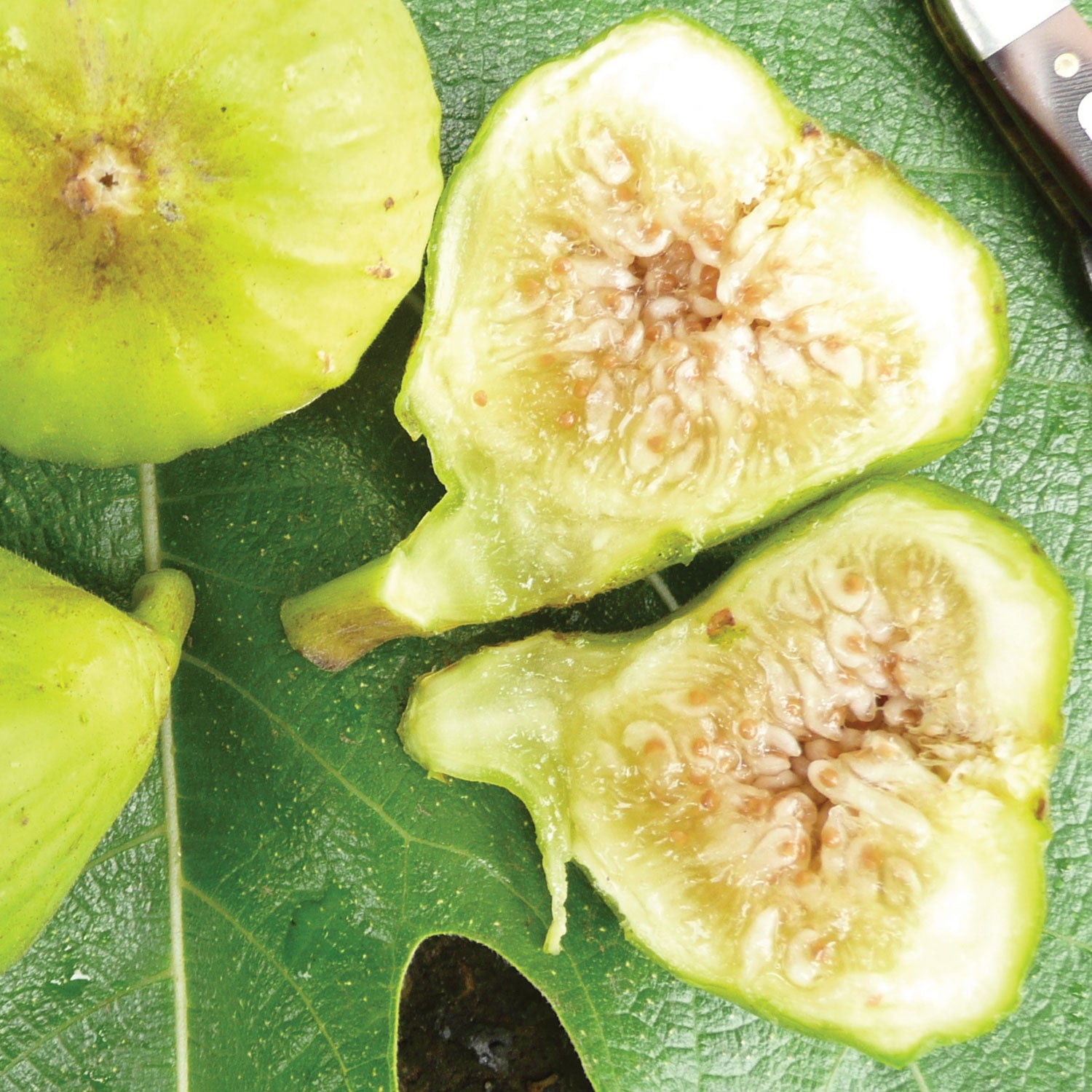 Lattarula Italian Honey Fig