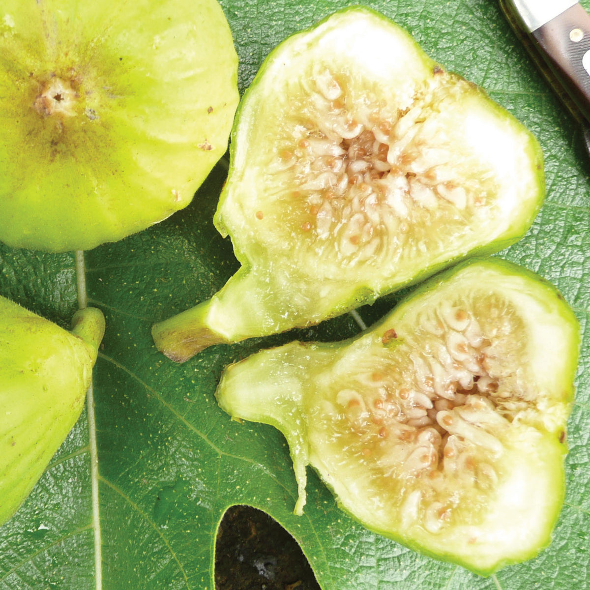 Lattarula Italian Honey Fig