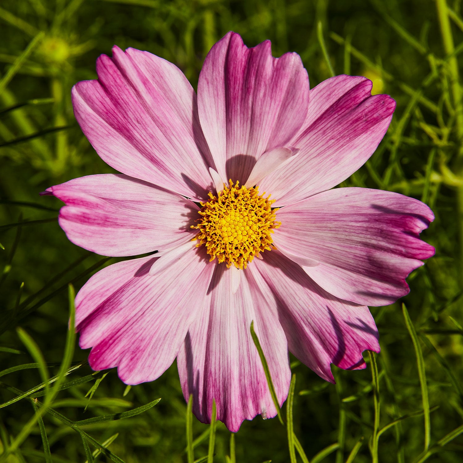 Rosetta Cosmos