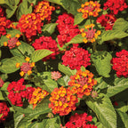 Hot Blooded Red Lantana