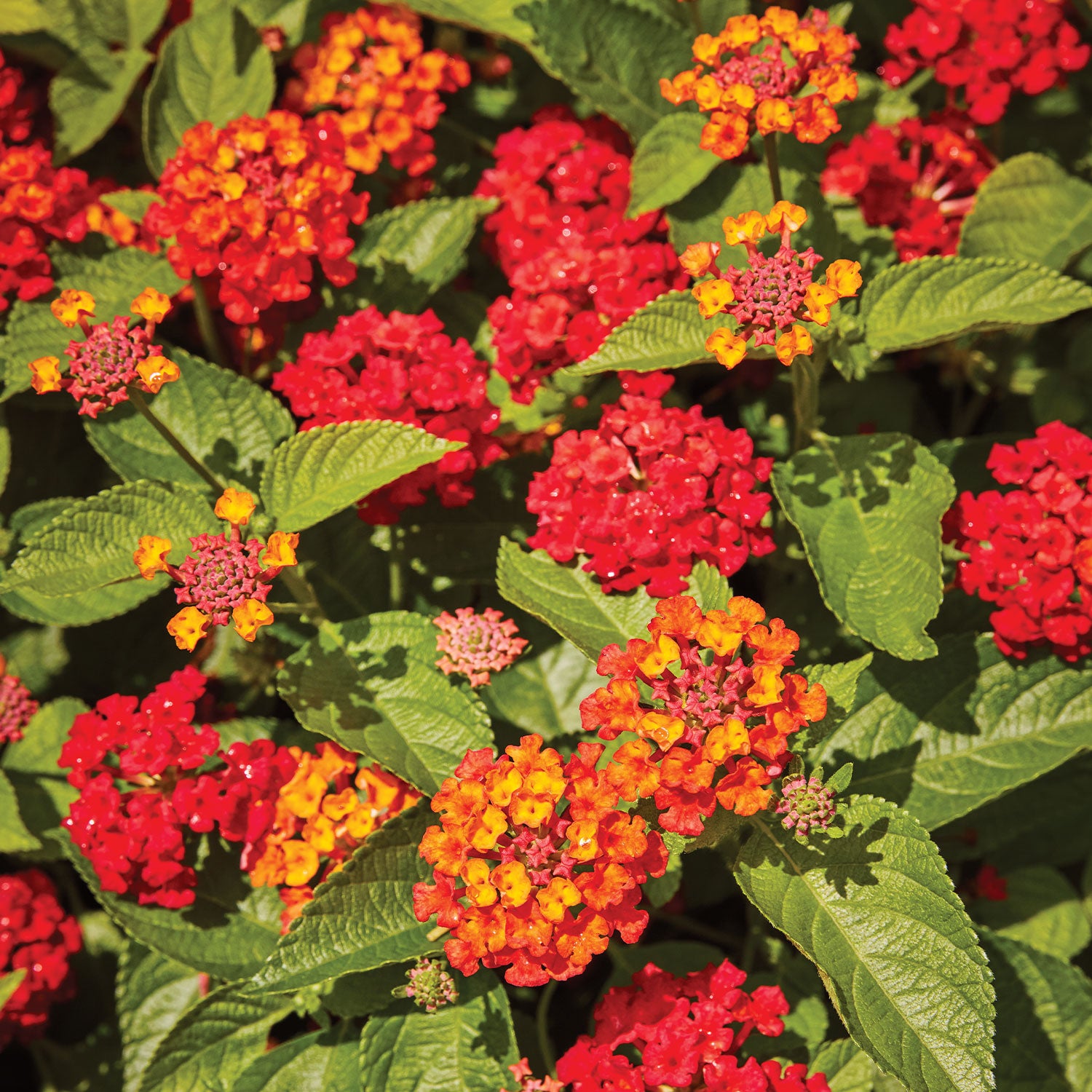 Hot Blooded Red Lantana