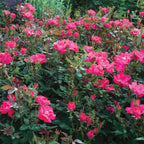 The Knock Out Rose Bare Root