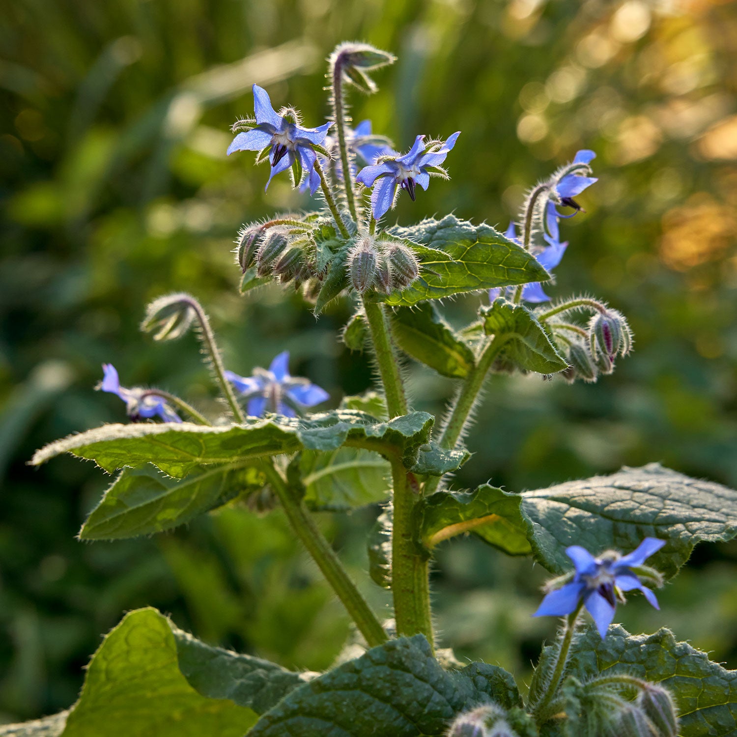 Borage