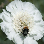 Fama White Scabiosa