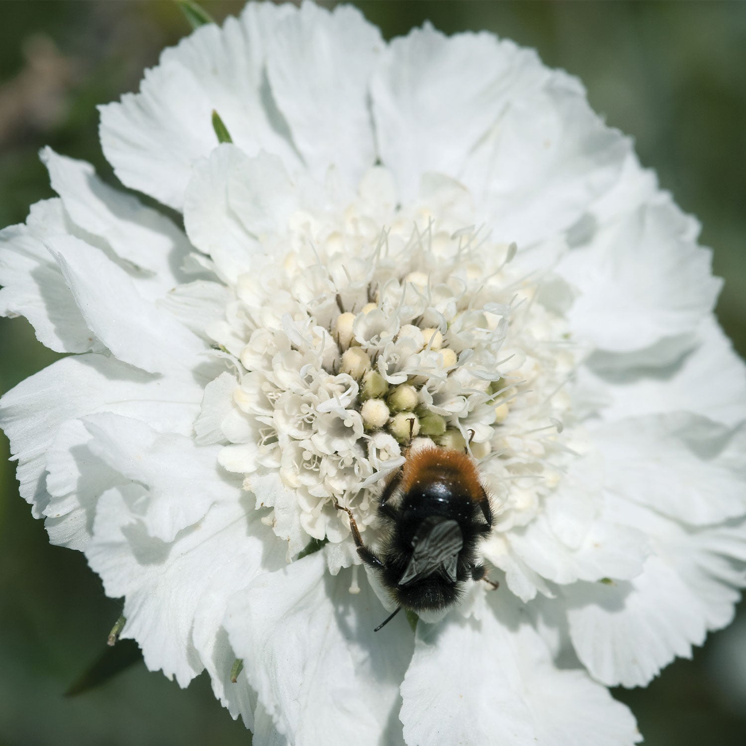 Fama White Scabiosa