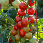 Bloody Butcher Tomato
