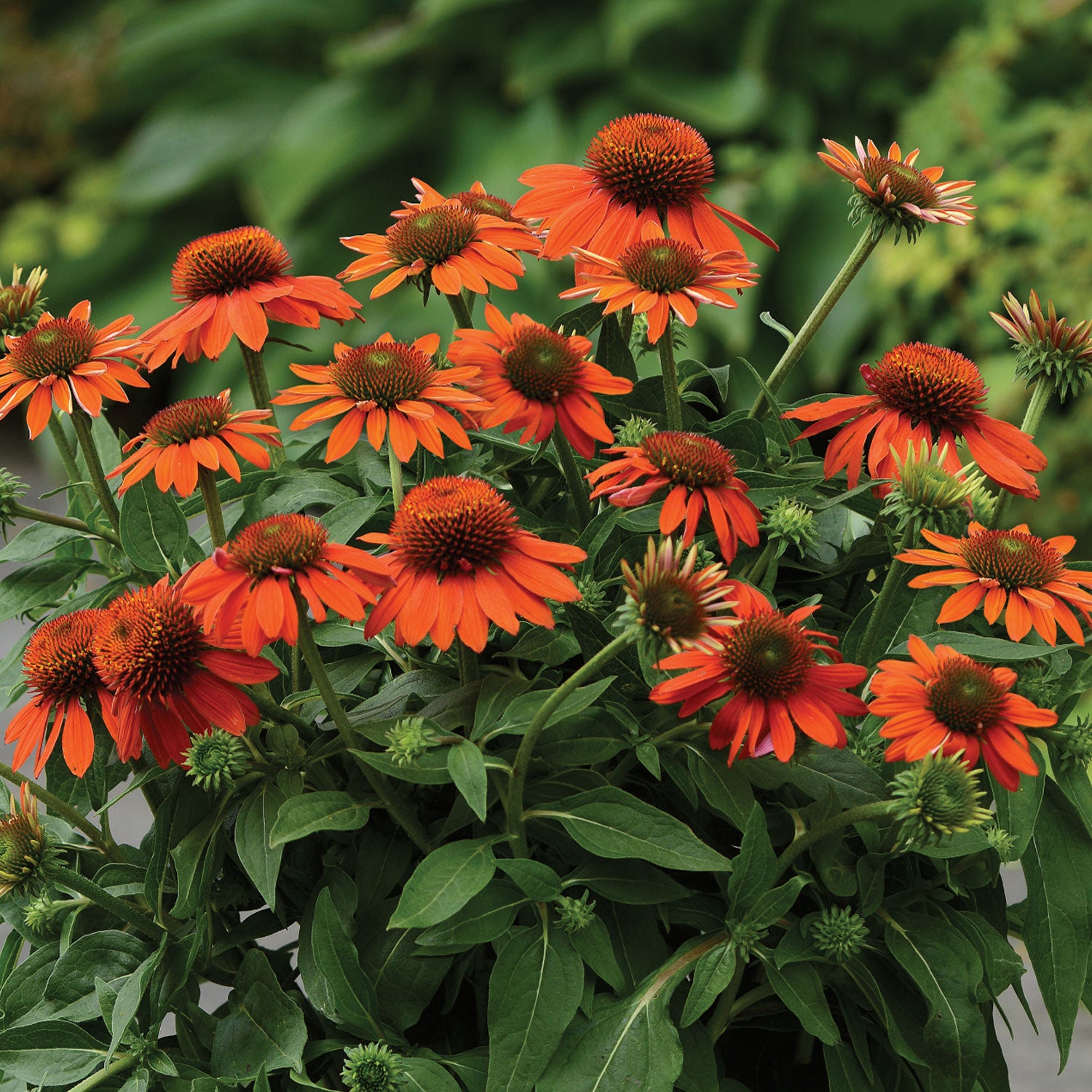 Sombrero Adobe Orange Echinacea