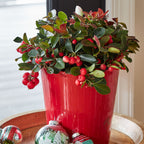 Wintergreen with Decorative Pot Herb