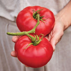 Mortgage Lifter Tomato