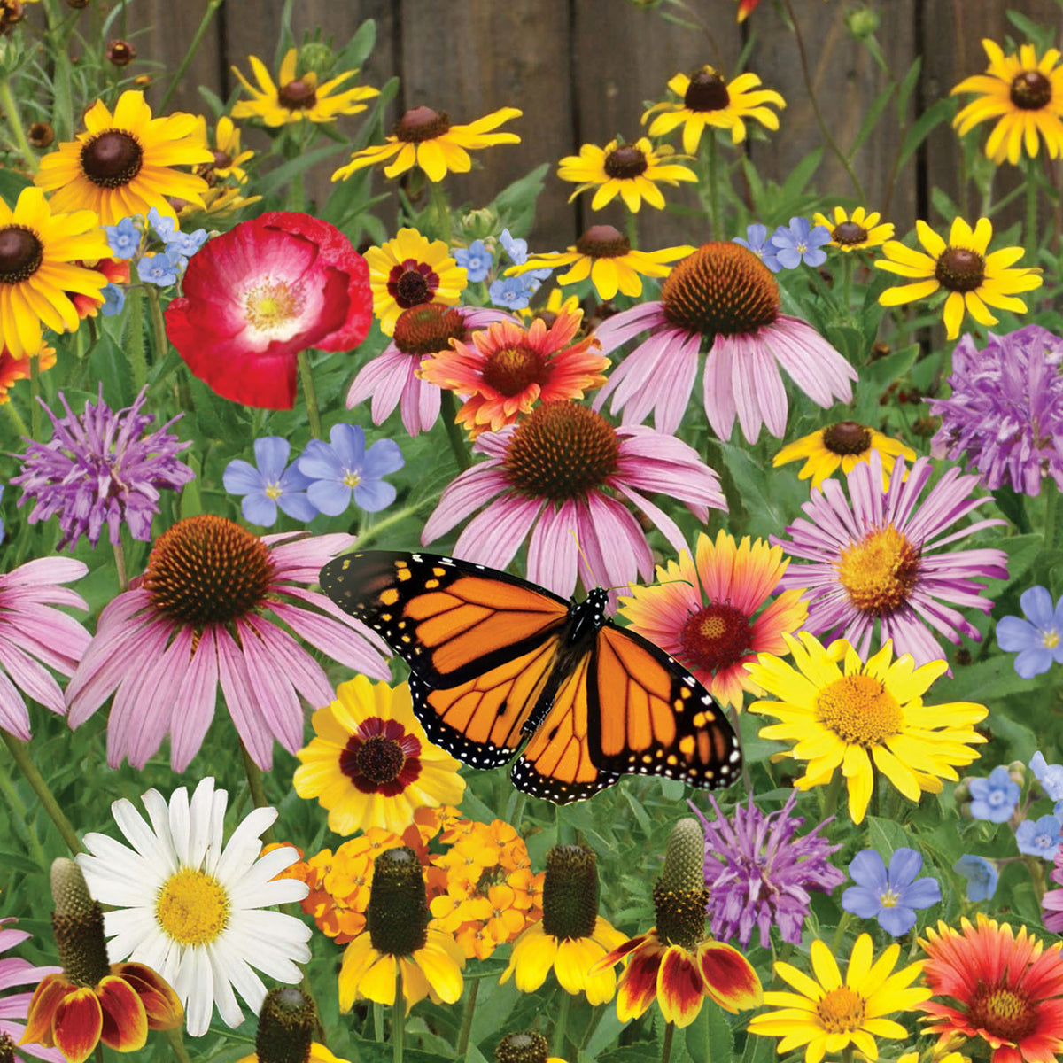 Burpee's Pollinator Mix