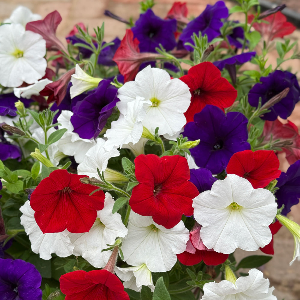 Old Glory Mix Petunia