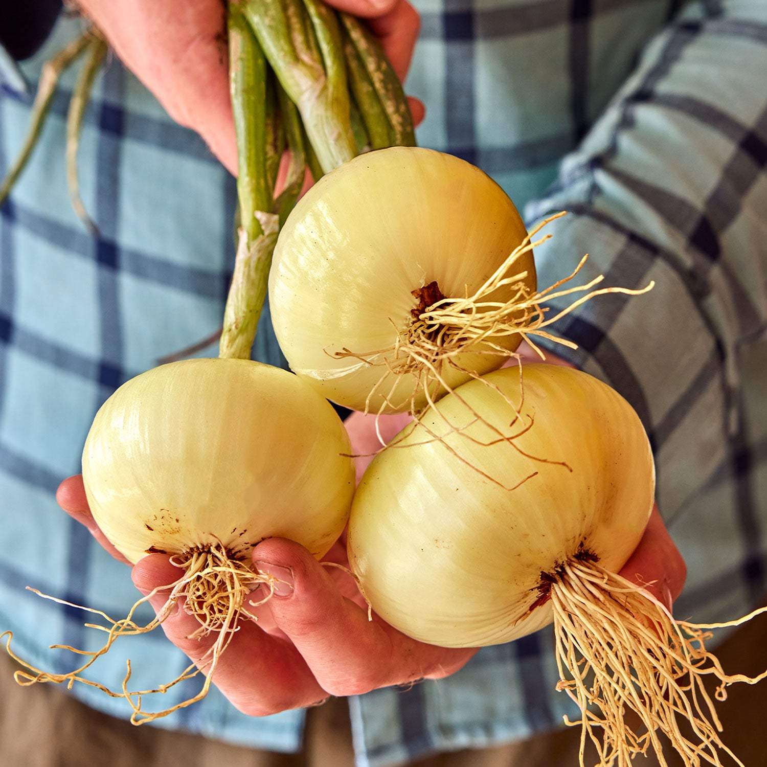 Granex Yellow Onion