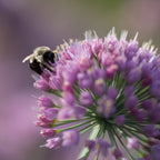 In Orbit PPAF Allium