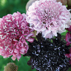 Summer Berries Mixed Colors Scabiosa