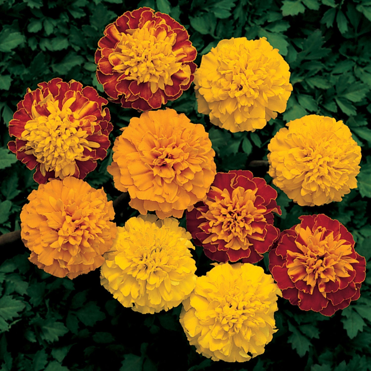 Boy O Boy Mix Marigold