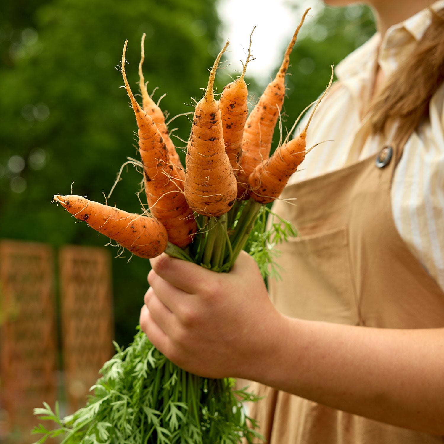 Short n Sweet Carrot