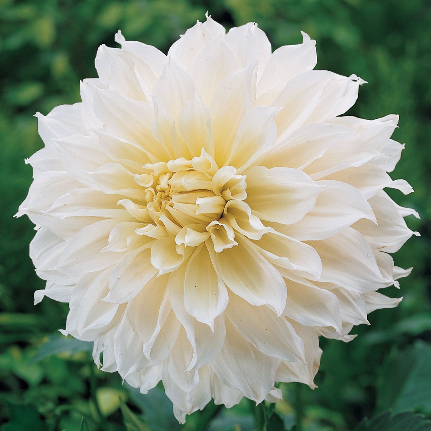 Fleurel Dahlia Tuber