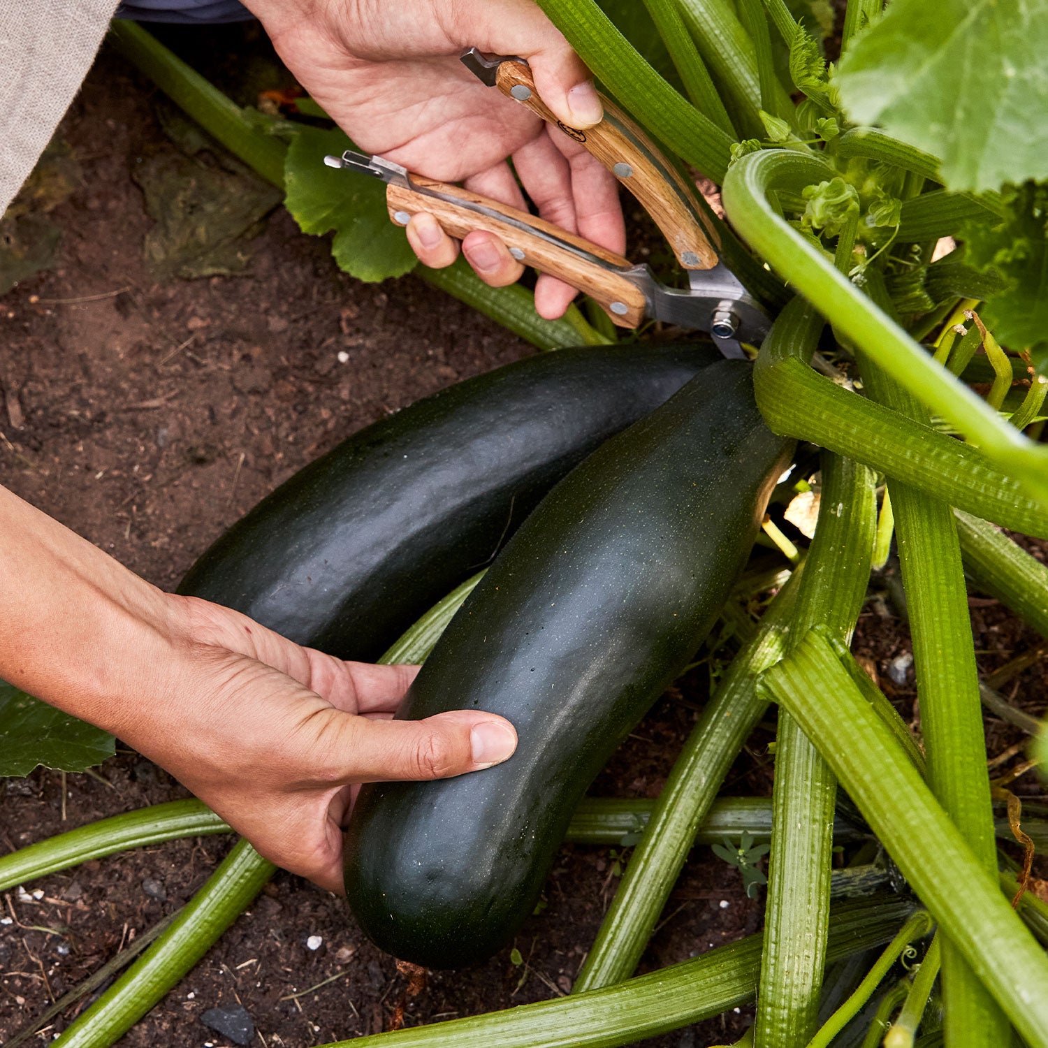 Black Beauty Zucchini Squash