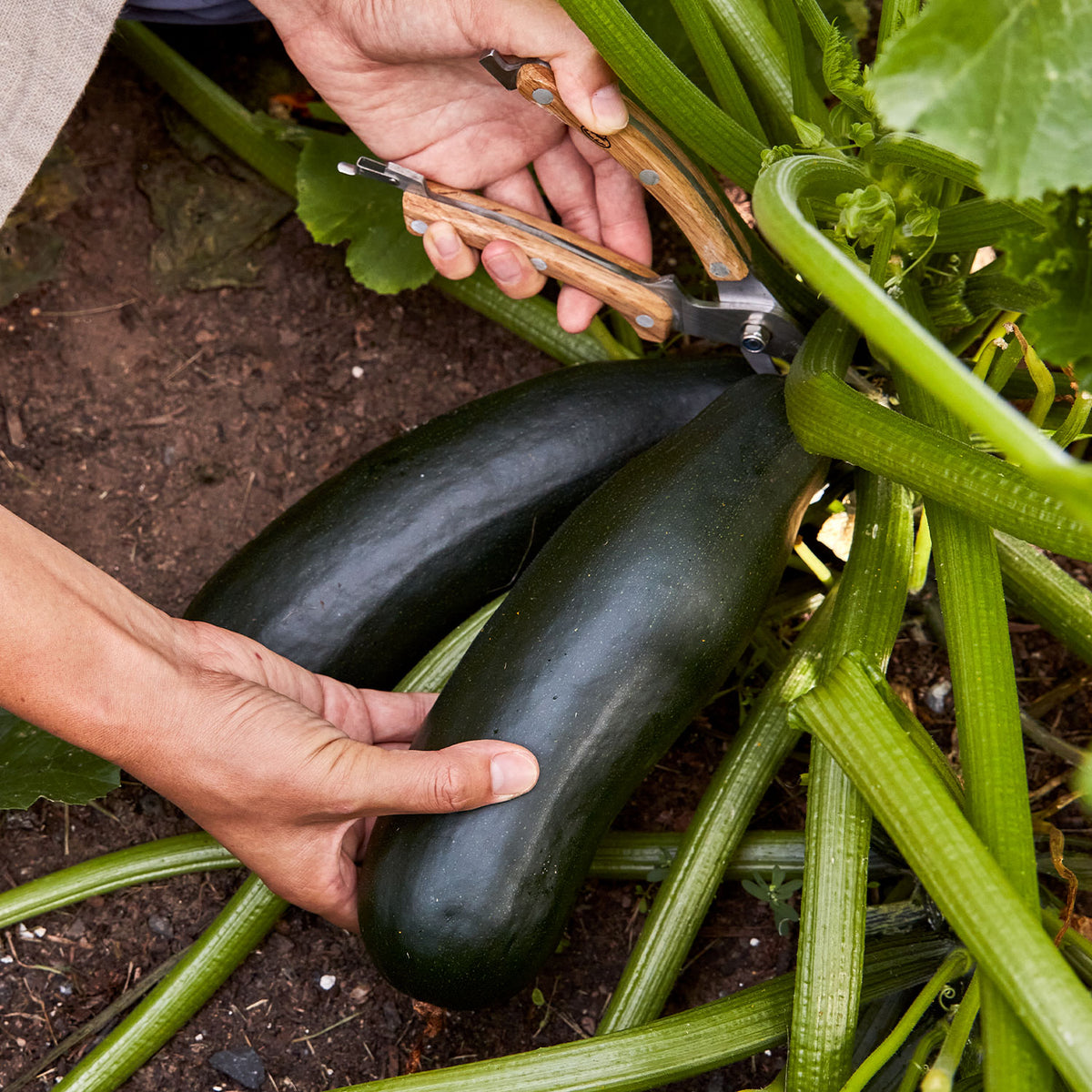 Black Beauty Zucchini Squash