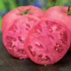 Big Pink Tomato