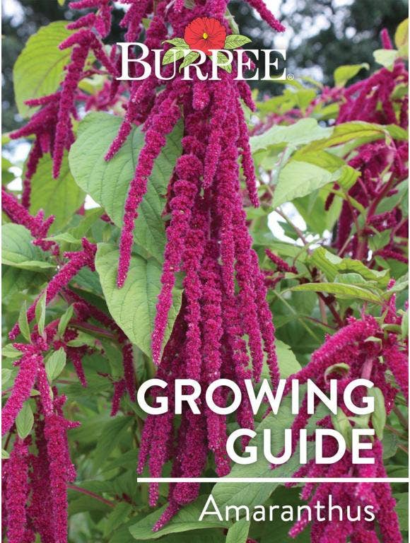 Learn About Amaranthus