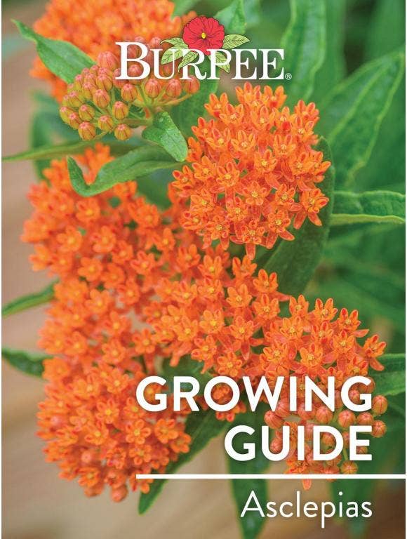 Learn About Asclepias