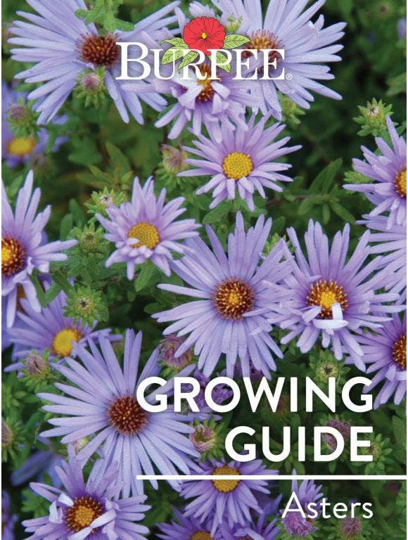 Learn About Asters