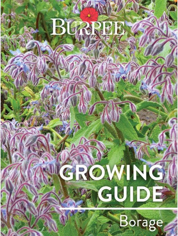 Learn About Borage