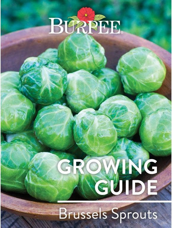 Learn About Brussels Sprouts