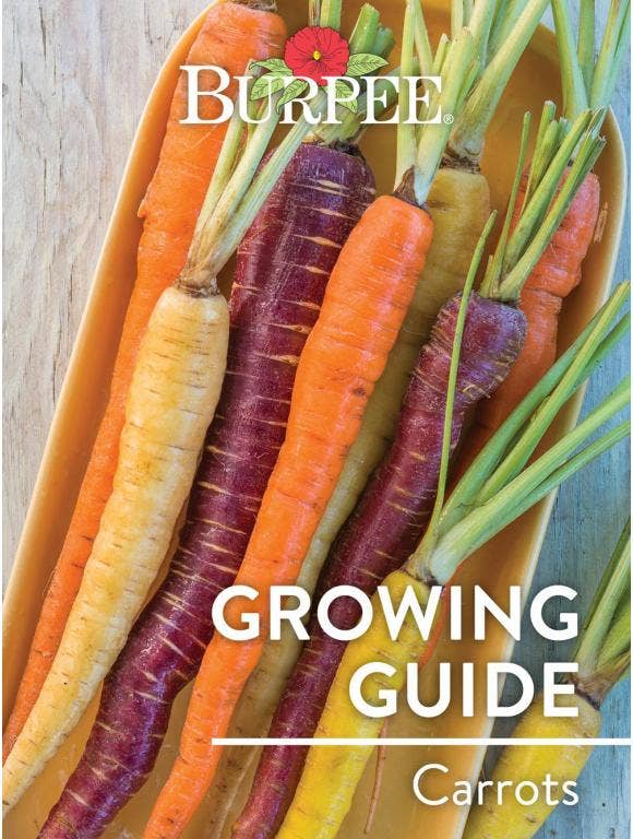 Learn About Carrots