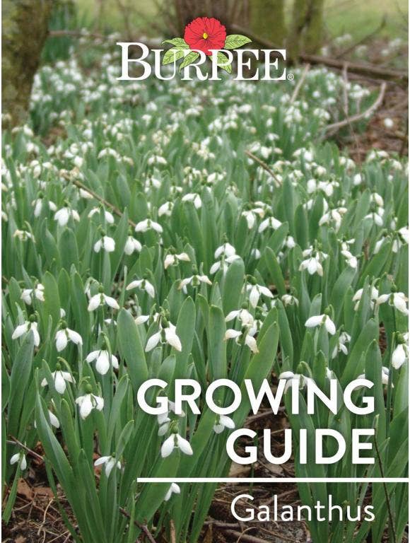Learn About Galanthus