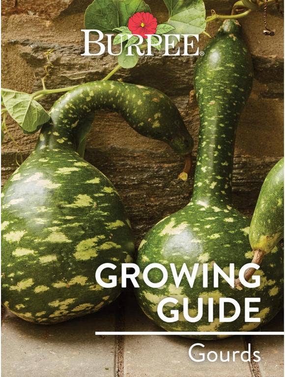 Learn About Gourd