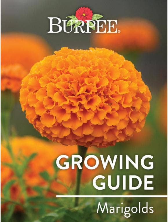 Learn About Marigolds