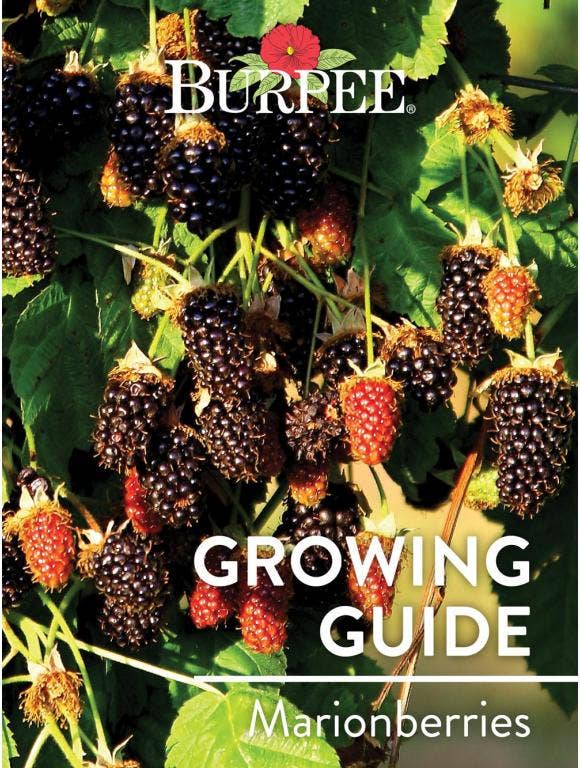 Learn About Marionberries