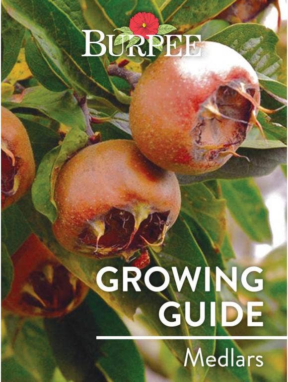 Learn About Medlars
