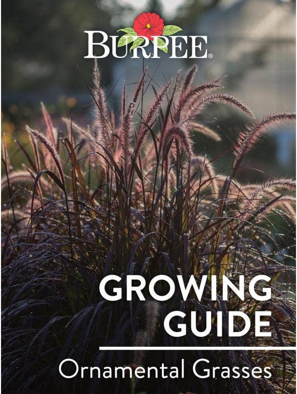 Learn About Ornamental Grasses