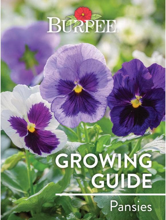 Learn About Pansies