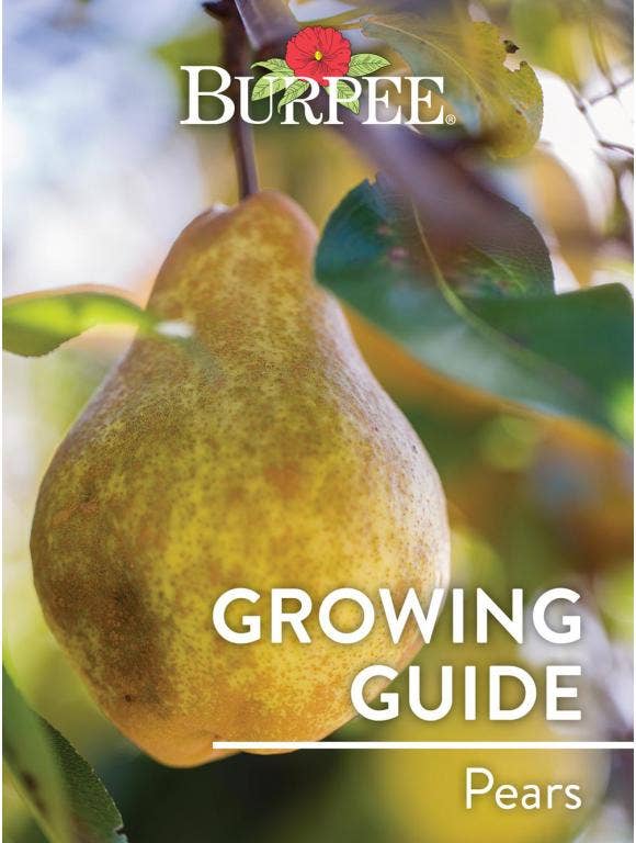 Learn About Pears