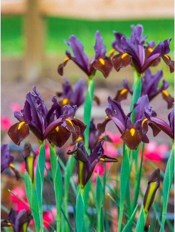 How and When to Divide Bulbs for Cannas, Irises and More