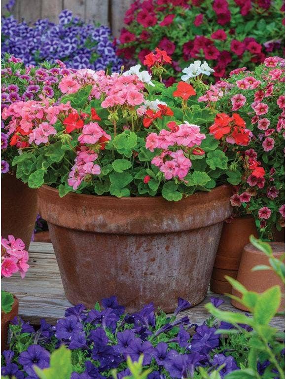 Colorful mixed flower container.