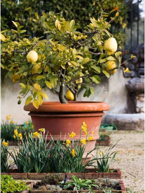 Lemon tree in a pot.