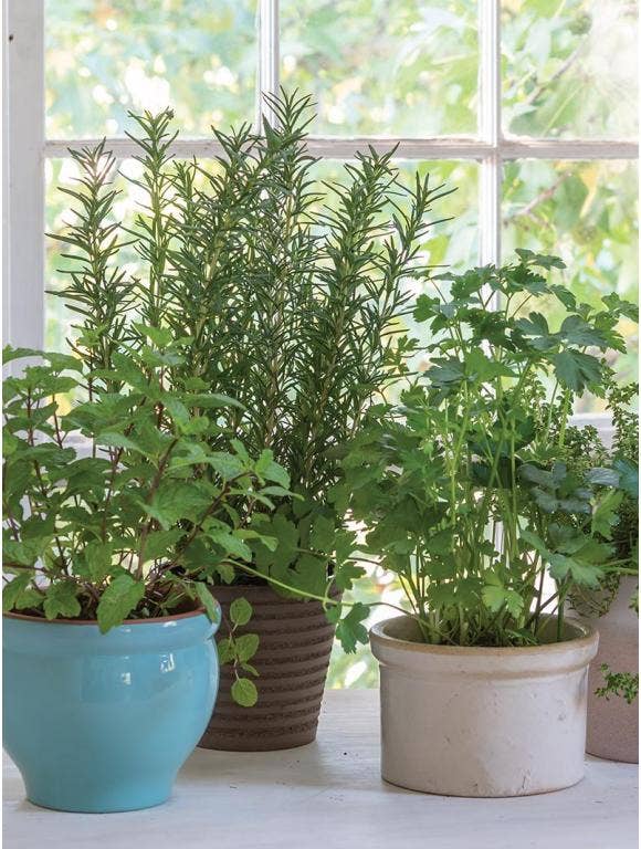 How to bring in herbs for the winter