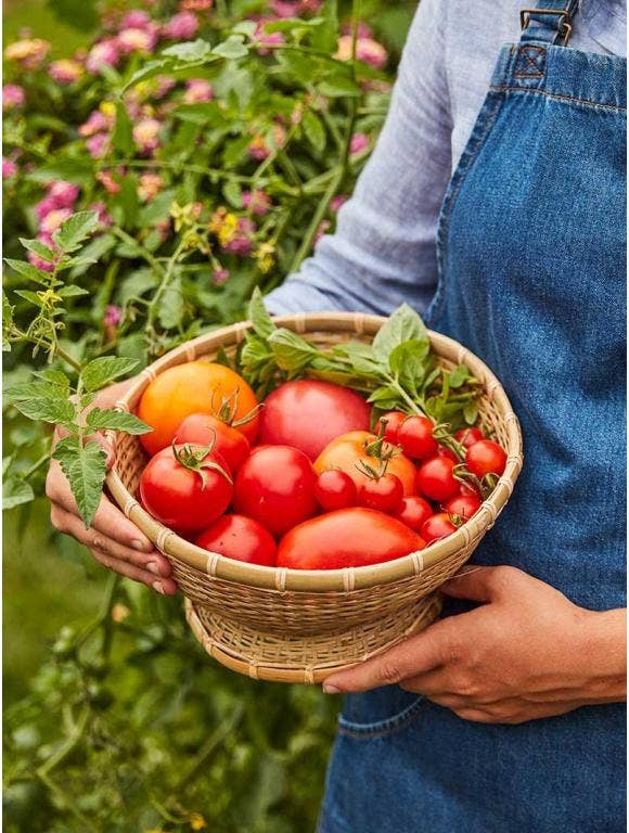 Harvested tomatoes in a basket