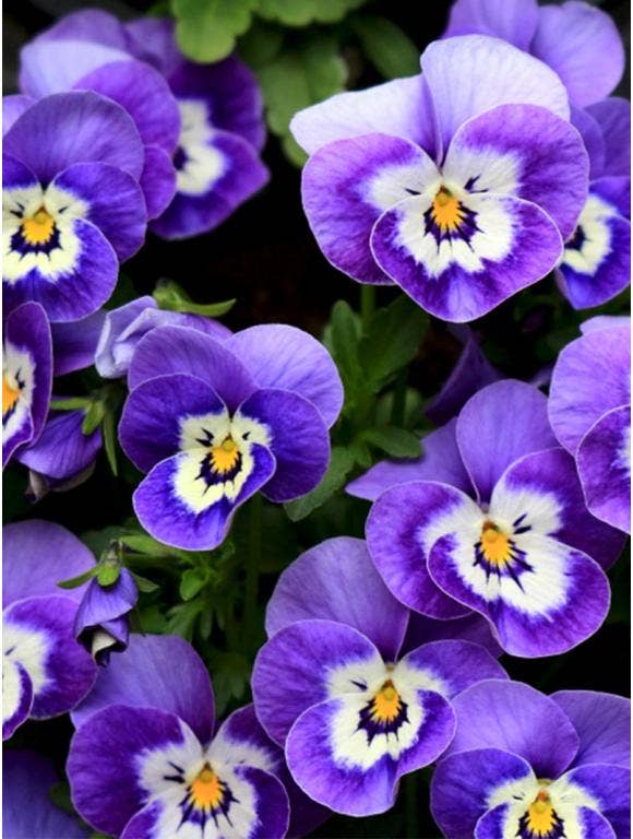 Pansy blooming in winter.