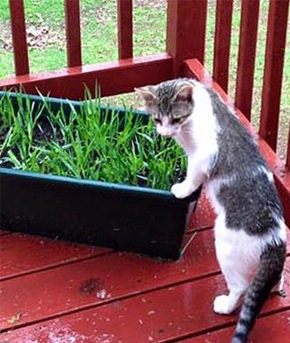 Cat eating cat grass