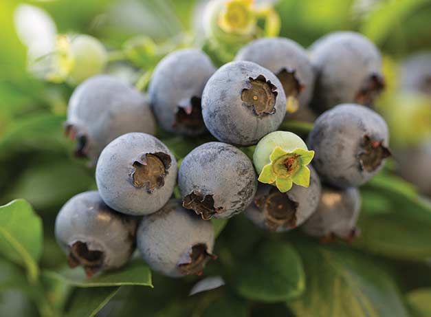 Hardy variety*Giant Delicious Blueberry 50-Finest Seeds*Best For Jam & Conserve*