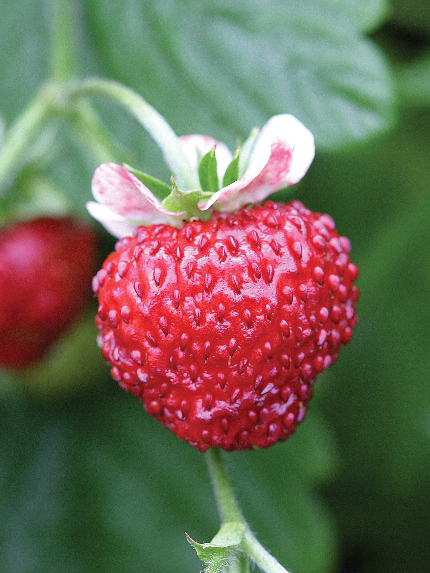 Mignonette strawberry
